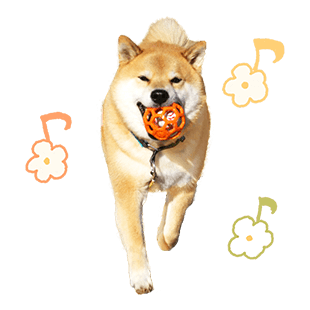 SHIBA MARU สติกเกอร์ป๊อปอัพ รูปที่ 6