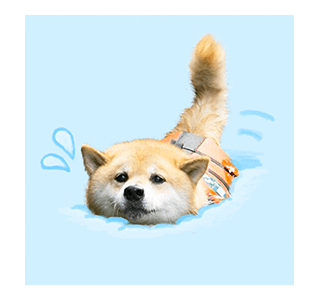 SHIBA MARU สติกเกอร์ป๊อปอัพ รูปที่ 21
