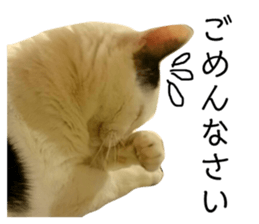 158663324