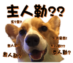 15891182