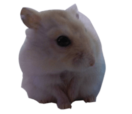 15914951