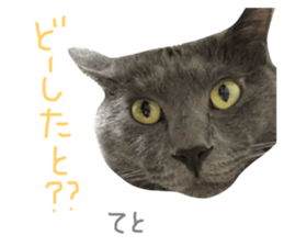 159262619