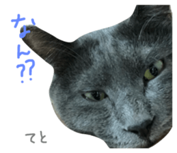 159262622