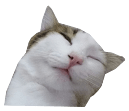 159379466