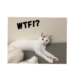 159527553
