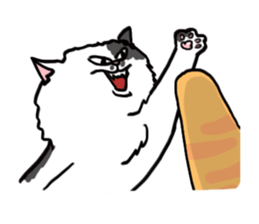 16052637