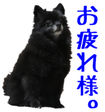 16077466