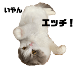 160834769