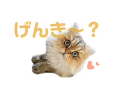 160997870