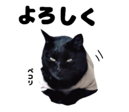16117698