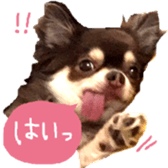 161633191