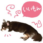 161633198