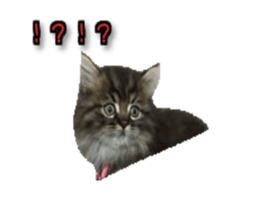 16191748