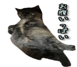 16191750