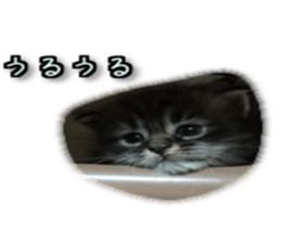 16191751