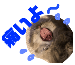 162043771