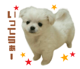 16231207