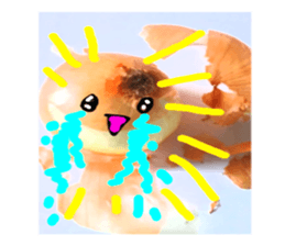 16249776