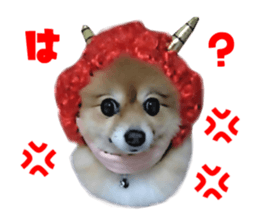 16253772