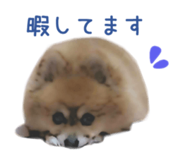 16253791
