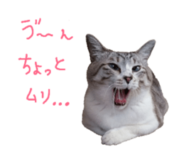 162553595