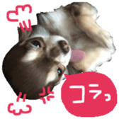 163288302