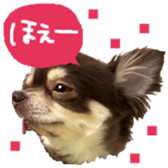 163288307