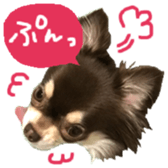 163288309