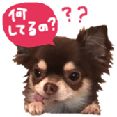 163288317