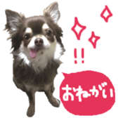 163288321