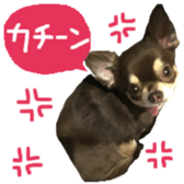 163288325