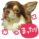 163288332