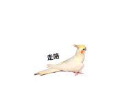 163881667
