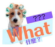 163885279