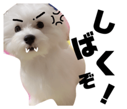 164336954
