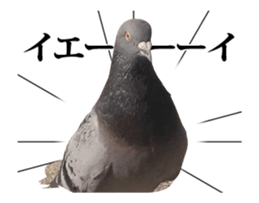 16487593
