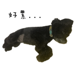 16517238