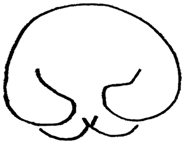 16519510