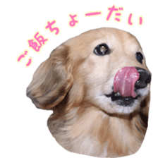 16526586