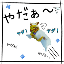 16627252