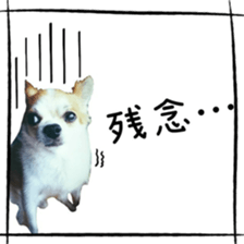 16627253