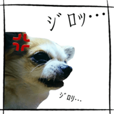 16627254