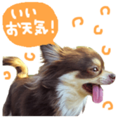 167037863