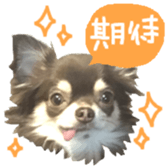 167037867