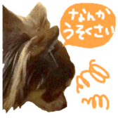 167037870