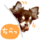 167037872