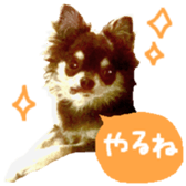 167037873