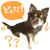 167037886