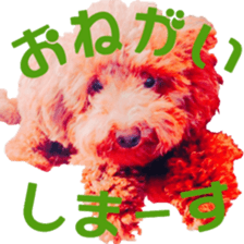 16954970