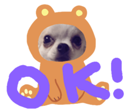 170674988